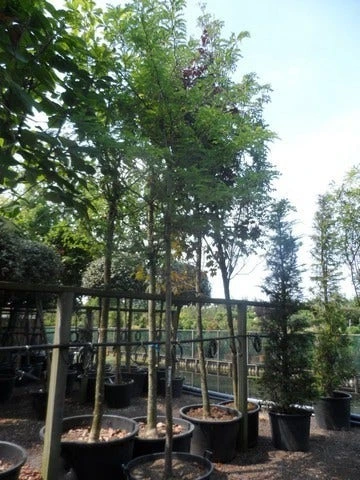 Geelbladige Christusdoorn (Gleditsia Triacanthos 'Sunburst') 9 Geelbladige Christusdoorn (Gleditsia Triacanthos 'Sunburst') - Afbeelding 9