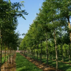Grote Gleditsia (Gleditsia Triacanthos 'Sunburst') -Groen Ziel Verkoop gleditsia triacanthos sunburst 20 25