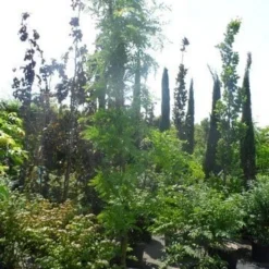 Geelbladige Christusdoorn (Gleditsia Triacanthos 'Sunburst') 29 Geelbladige Christusdoorn (Gleditsia Triacanthos 'Sunburst') -Groen Ziel Verkoop gleditsia triacanthos sunburst 200 250 300 geveerd