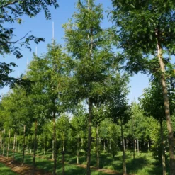 Grote Gleditsia (Gleditsia Triacanthos 'Sunburst') -Groen Ziel Verkoop gleditsia triacanthos sunburst 25 30