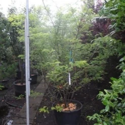 Geelbladige Christusdoorn (Gleditsia Triacanthos 'Sunburst') 28 Geelbladige Christusdoorn (Gleditsia Triacanthos 'Sunburst') -Groen Ziel Verkoop gleditsia triacanthos sunburst 250 300 c130 meerstammig