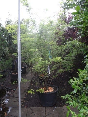 Geelbladige Christusdoorn (Gleditsia Triacanthos 'Sunburst') 14 Geelbladige Christusdoorn (Gleditsia Triacanthos 'Sunburst') - Afbeelding 14