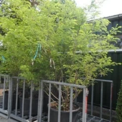 Geelbladige Christusdoorn (Gleditsia Triacanthos 'Sunburst') 26 Geelbladige Christusdoorn (Gleditsia Triacanthos 'Sunburst') -Groen Ziel Verkoop gleditsia triacanthos sunburst 250 300 c130 meerstammige struik