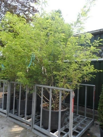 Geelbladige Christusdoorn (Gleditsia Triacanthos 'Sunburst') 12 Geelbladige Christusdoorn (Gleditsia Triacanthos 'Sunburst') - Afbeelding 12