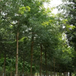 Grote Gleditsia (Gleditsia Triacanthos 'Sunburst') -Groen Ziel Verkoop gleditsia triacanthos sunburst 30 35