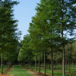 Grote Gleditsia (Gleditsia Triacanthos 'Sunburst') -Groen Ziel Verkoop gleditsia triacanthos sunburst 35 40