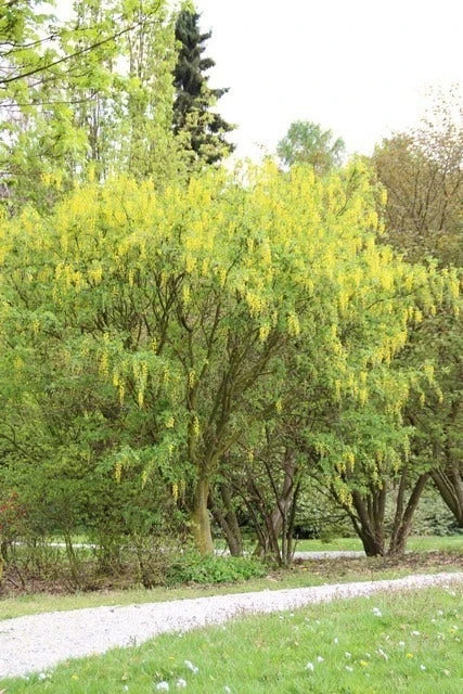 Gouden Regen Als Boom (Laburnum Watereri 'Vossii') 6 Gouden Regen Als Boom (Laburnum Watereri 'Vossii') - Afbeelding 6