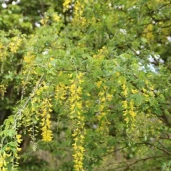 Gouden Regen Als Boom (Laburnum Watereri 'Vossii') 20 Gouden Regen Als Boom (Laburnum Watereri 'Vossii') -Groen Ziel Verkoop gouden regen 2