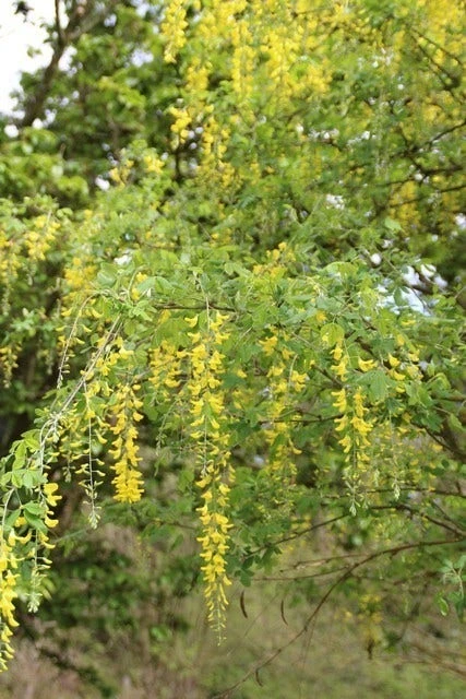 Gouden Regen Als Boom (Laburnum Watereri 'Vossii') 8 Gouden Regen Als Boom (Laburnum Watereri 'Vossii') - Afbeelding 8