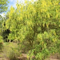 Gouden Regen Als Boom (Laburnum Watereri 'Vossii') 19 Gouden Regen Als Boom (Laburnum Watereri 'Vossii') -Groen Ziel Verkoop gouden regen 3
