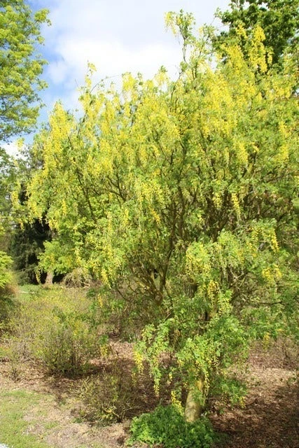 Gouden Regen Als Boom (Laburnum Watereri 'Vossii') 7 Gouden Regen Als Boom (Laburnum Watereri 'Vossii') - Afbeelding 7