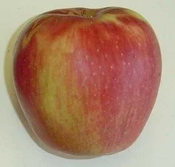 Appelboom (Malus Domestica 'Groninger Kroon') 5 Appelboom (Malus Domestica 'Groninger Kroon') -Groen Ziel Verkoop groninger kroon 1