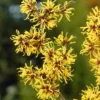 Toverhazelaar (Hamamelis Mollis)