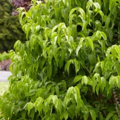 Zevenzonenboom (Heptacodium Miconioides) -Groen Ziel Verkoop heptacodiummiconoides02