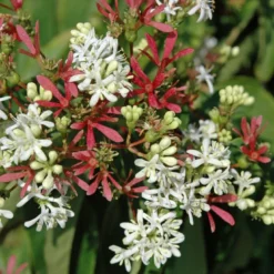 Zevenzonenboom (Heptacodium Miconioides)