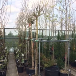 Altheastruik Als Boom (Hibiscus Syriacus 'Oiseau Blue') 10 Altheastruik Als Boom (Hibiscus Syriacus 'Oiseau Blue') -Groen Ziel Verkoop hibiscus