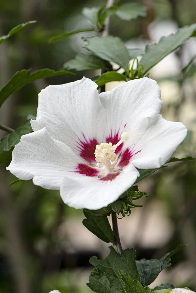 Altheastruik Als Boom (Hibiscus Syriacus 'Red Heart') 2 Altheastruik Als Boom (Hibiscus Syriacus 'Red Heart') - Afbeelding 2