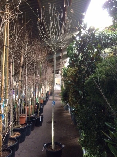 Altheastruik Als Boom (Hibiscus Syriacus 'Oiseau Blue') 6 Altheastruik Als Boom (Hibiscus Syriacus 'Oiseau Blue') - Afbeelding 6