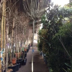 Altheastruik Als Boom (Hibiscus Syriacus 'Oiseau Blue') 11 Altheastruik Als Boom (Hibiscus Syriacus 'Oiseau Blue') -Groen Ziel Verkoop hibiscus oiseau blue 1214 2 1