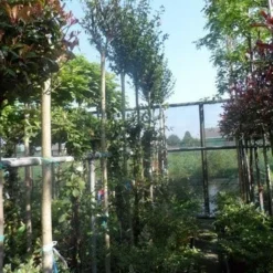 Altheastruik Als Boom (Hibiscus Syriacus 'Oiseau Blue') 9 Altheastruik Als Boom (Hibiscus Syriacus 'Oiseau Blue') -Groen Ziel Verkoop hibiscus syriacus in soorten 10 12ho cont