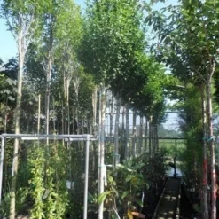 Altheastruik Als Boom (Hibiscus Syriacus 'Oiseau Blue') 8 Altheastruik Als Boom (Hibiscus Syriacus 'Oiseau Blue') -Groen Ziel Verkoop hibiscus syriacus oiseau bleu 12 14ho cont