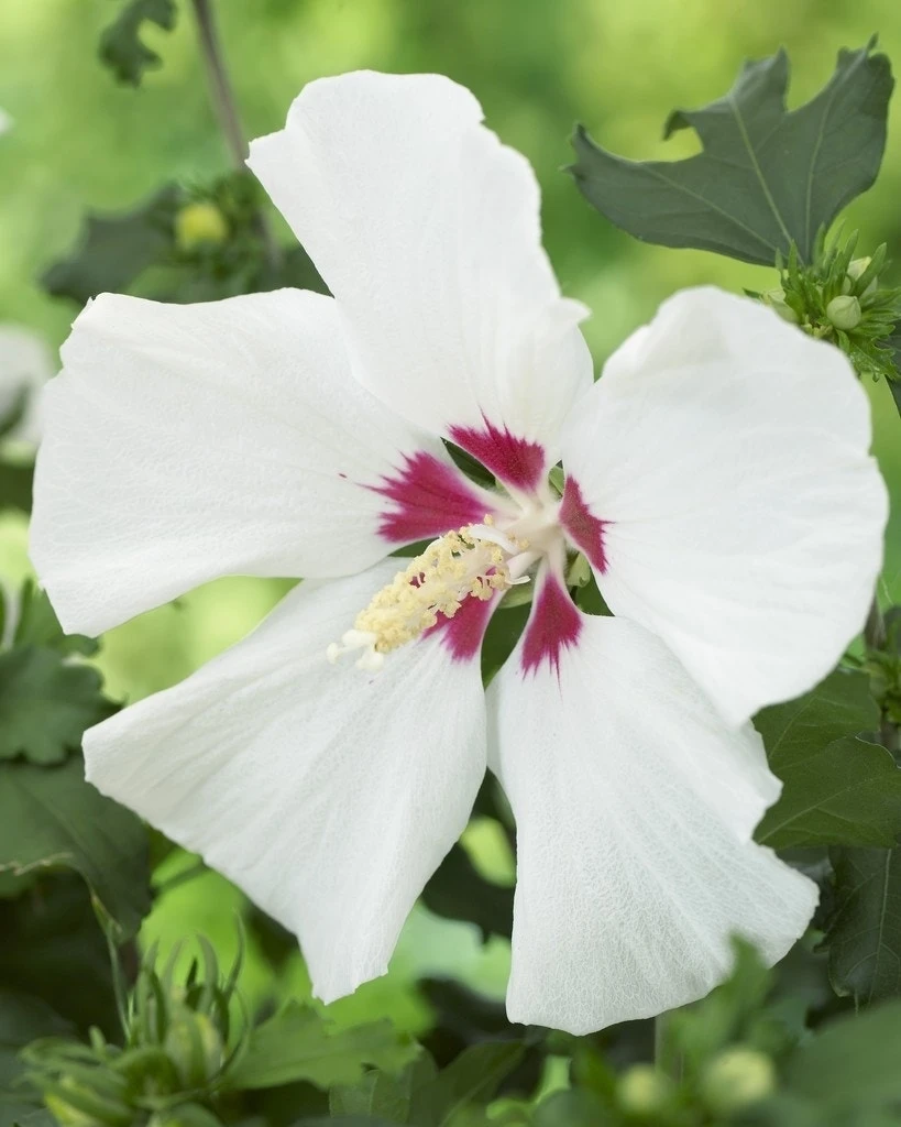 Altheastruik Als Boom (Hibiscus Syriacus 'Red Heart') 1 Altheastruik Als Boom (Hibiscus Syriacus 'Red Heart')