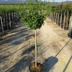 Altheastruik Als Halfstam (Hibiscus Syriacus 'Hamabo') 7 Altheastruik Als Halfstam (Hibiscus Syriacus 'Hamabo') -Groen Ziel Verkoop hibiscushamabohalfstam02