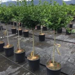 Altheastruik Als Halfstam (Hibiscus Syriacus 'Hamabo') 6 Altheastruik Als Halfstam (Hibiscus Syriacus 'Hamabo') -Groen Ziel Verkoop hibiscushamabohalfstam03