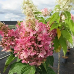 Pluimhortensia Op Stam (Hydrangea Paniculata 'Pinky Winky') 5 Pluimhortensia Op Stam (Hydrangea Paniculata 'Pinky Winky') -Groen Ziel Verkoop hydrangea paniculata pinky winky 2 1 1