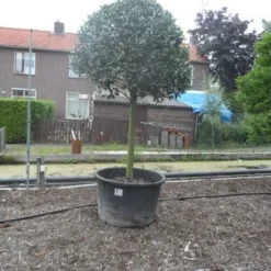 Hulst Op Stam (Ilex Aquifolium) -Groen Ziel Verkoop ilex aquifolium halfstam 30 35