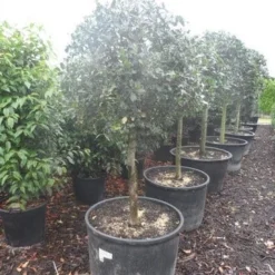 Hulst Op Stam (Ilex Aquifolium) -Groen Ziel Verkoop ilex aquifolium halfstam c130 150