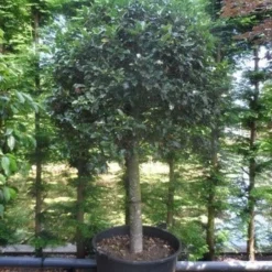 Hulst Op Stam (Ilex Aquifolium) -Groen Ziel Verkoop ilex aquifolium halfstam c200 extra