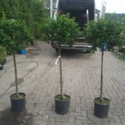 Hulst Op Stam (Ilex Aquifolium) -Groen Ziel Verkoop ilex aquifolium op stam