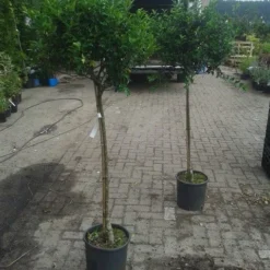 Hulst Op Stam (Ilex Aquifolium) -Groen Ziel Verkoop ilex aquifolium op stam 2