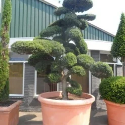 Japanse Hulst Als Bonsai (Ilex Crenata) 27 Japanse Hulst Als Bonsai (Ilex Crenata) -Groen Ziel Verkoop ilex crenata kinmei bonsai 250 300 solitair extra