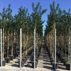 Hulst Als Boom (Ilex 'Nellie R. Stevens') 16 Hulst Als Boom (Ilex 'Nellie R. Stevens') -Groen Ziel Verkoop ilex nellie stevens 6 8