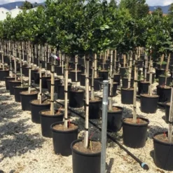 Hulst Op Stam (Ilex 'Nellie R Stevens') -Groen Ziel Verkoop ilexrstevens03 1