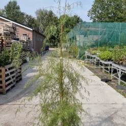 Berk (Betula Pendula 'Karaca') 5 Berk (Betula Pendula 'Karaca') -Groen Ziel Verkoop img 20210917 wa0021
