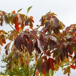 Sassafras (Sassafras Albidum) 8 Sassafras (Sassafras Albidum) -Groen Ziel Verkoop img 1522