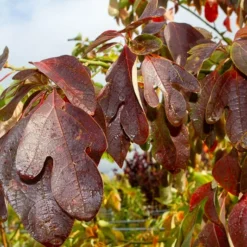 Sassafras (Sassafras Albidum) 9 Sassafras (Sassafras Albidum) -Groen Ziel Verkoop img 1524