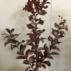 Lagerstroemia Als Halfstam (Lagerstroemia Indica 'Rhapsody In Pink') 5 Lagerstroemia Als Halfstam (Lagerstroemia Indica 'Rhapsody In Pink') -Groen Ziel Verkoop img 2474 1 1