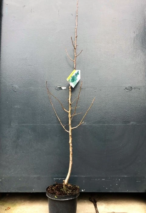 Zuil-peer (Pyrus Communis 'Obelisk') 2 Zuil-peer (Pyrus Communis 'Obelisk') - Afbeelding 2