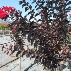 Lagerstroemia Als Halfstam (Lagerstroemia 'Black Diamond Best Red') -Groen Ziel Verkoop img 4242