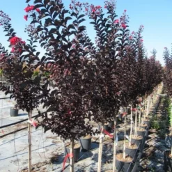 Lagerstroemia Als Halfstam (Lagerstroemia 'Black Diamond Best Red') -Groen Ziel Verkoop img 4245