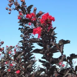 Lagerstroemia Als Halfstam (Lagerstroemia 'Black Diamond Best Red') -Groen Ziel Verkoop img 4246