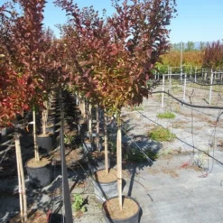 Lagerstroemia Als Halfstam (Lagerstroemia Indica 'Berry Dazzle') -Groen Ziel Verkoop img 4251