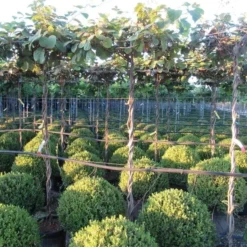 Kiwiplant Als Dakboom (Actinidia Chinensis) -Groen Ziel Verkoop img 4341