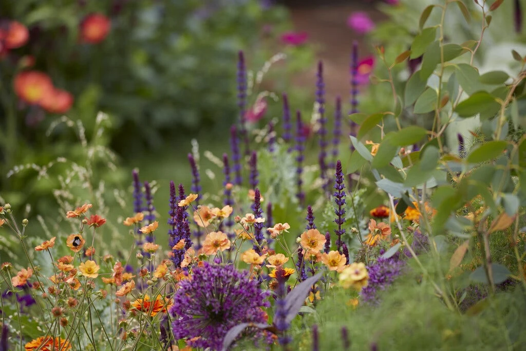 Borderpakket Groen, Paars En Oranje 1 Borderpakket Groen, Paars En Oranje