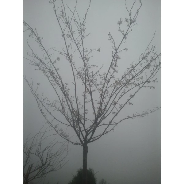 Roze Winterkers (Prunus Subhirtella 'Autumnalis Rosea') 4 Roze Winterkers (Prunus Subhirtella 'Autumnalis Rosea') - Afbeelding 4