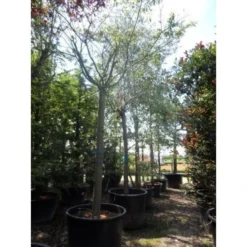 Roze Winterkers (Prunus Subhirtella 'Autumnalis Rosea') 6 Roze Winterkers (Prunus Subhirtella 'Autumnalis Rosea') -Groen Ziel Verkoop japanse sierkers prunus subhirtella autumnalis 33511 cb4